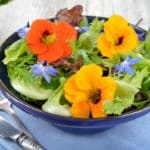 salade aux fleurs comestibles nasturtium