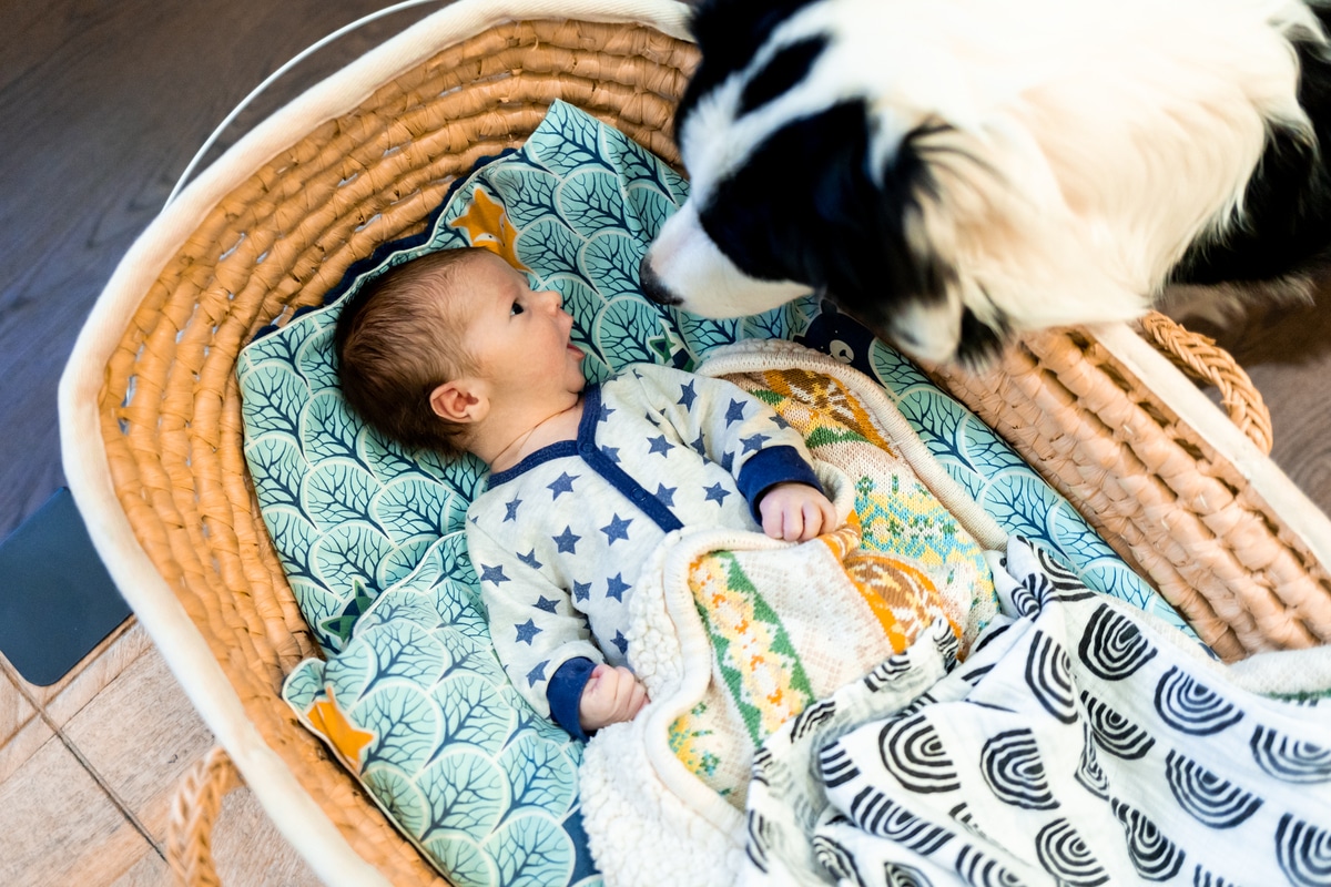 chien curieux reniflant un nouveau-né à la maison