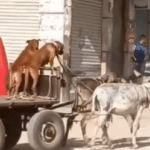 deux chiens conduisent une charrette tirée par deux ânes dans un centre ville