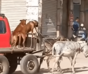 deux chiens conduisent une charrette tirée par deux ânes dans un centre ville